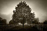 Canadian War Cemetery Groesbeek by Maerten Prins thumbnail