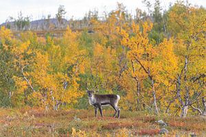 Rentier beim Abisko Nationalpark im farbenfrohen Herbst Lapplands