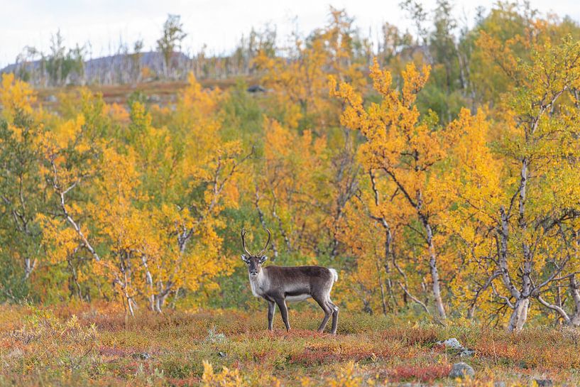 Reindeer at Abisko National Park in the colourful autumn of Lapland by Jiri Viehmann