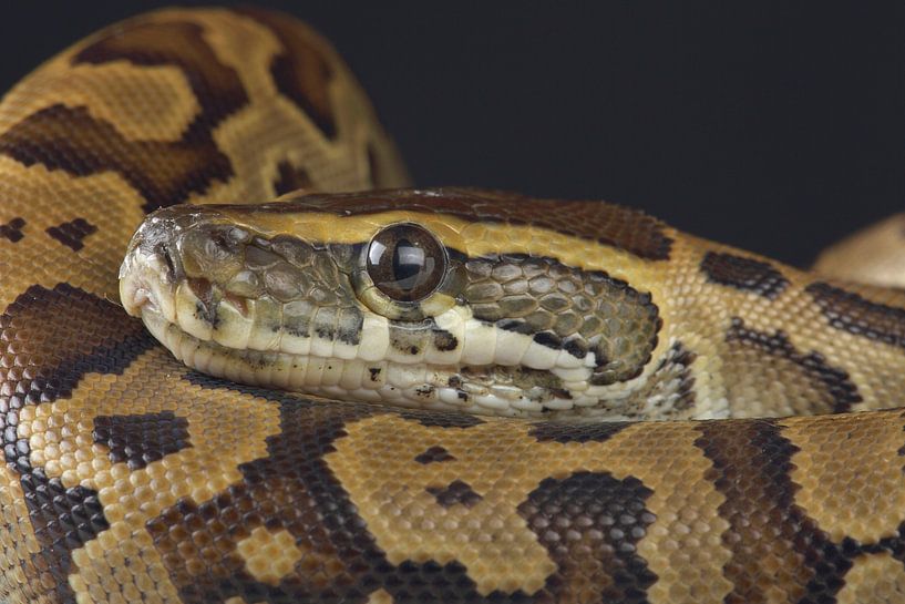 Felsenpython (Python sebae) von Ronald Pol