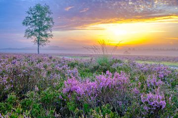 Blühende Heidekrautpflanzen in einer Heidelandschaft mit einer Birke von Sjoerd van der Wal Fotografie