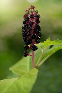 Carmelberry