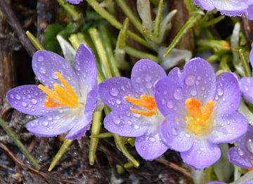 De eerste krokussen in de tuin van Claude Laprise