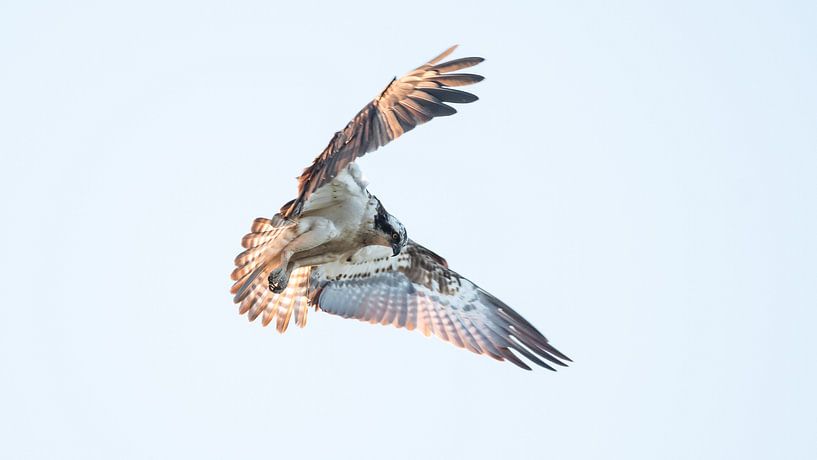 Osprey in shaking flight (I) by Daniel Elfert