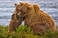 cub cuddling mother bear by Eric van den Berg thumbnail