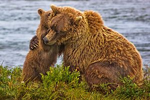 Jungtier umarmt Bärenmutter von Eric van den Berg