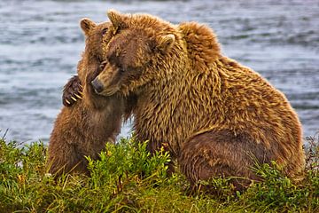 cub cuddling mother bear by Eric van den Berg