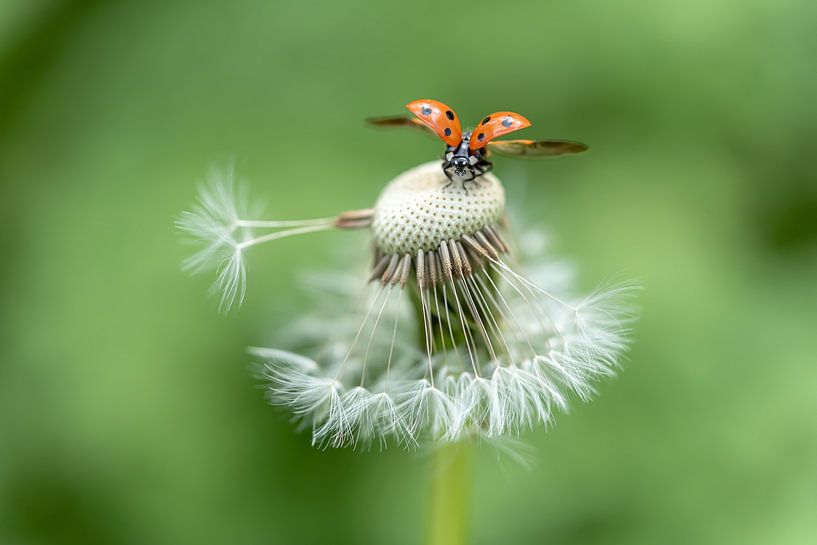 Flying ladybug van Liliane Jaspers
