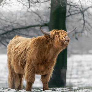 Loeiende schotse hooglander van Roy Kreeftenberg