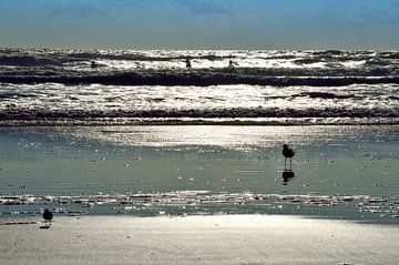 Surfeurs au petit matin sur Frank's Awesome Travels