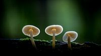 Paddenstoelen