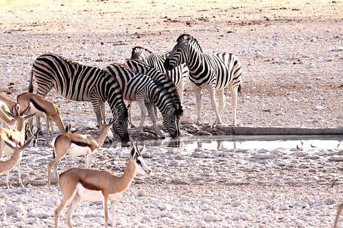 Drinkende zebra's in Okaukuejo