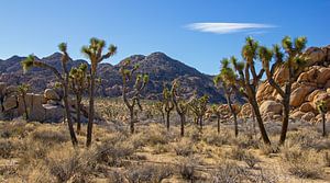 Les arbres de Joshua Tree dans le parc national de Joshua Tree