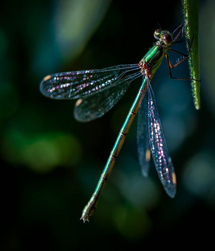 Libelle