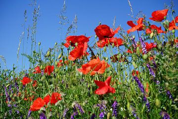 Coquelicots 2 sur Angela Wouters