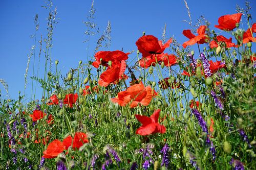 Mohnblumen 2 von Angela Wouters