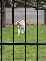 White tiger