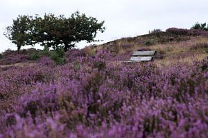 Zitten tussen heide