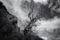 THE BEAUTY OF A DEAD TREE by Mieke van der Beek thumbnail