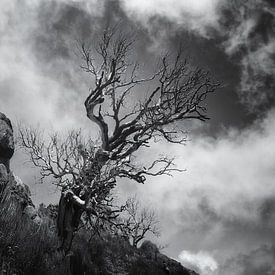 THE BEAUTY OF A DEAD TREE von Mieke van der Beek