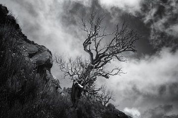 THE BEAUTY OF A DEAD TREE