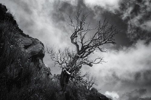 DE SCHOONHEID VAN EEN DODE BOOM