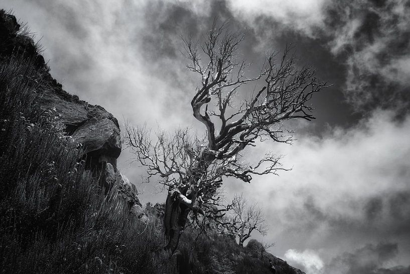 THE BEAUTY OF A DEAD TREE by Mieke van der Beek