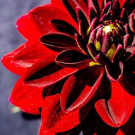 Farbe der Begierde von Torfinn Johannessen