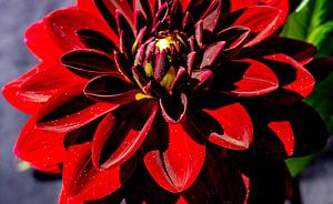 Couleur du désir