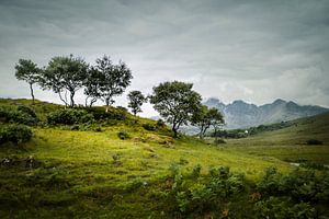 Bäume in Schottland von Freddy Hoevers