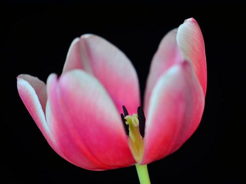 Tulip pink with black background