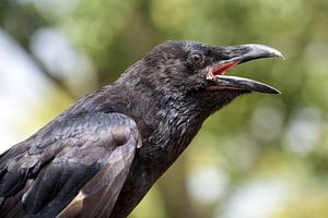 portret van een schreeuwende jonge gewone raaf (Corvus corax), een grote geheel zwarte passerijnse v