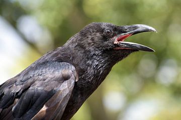 portret van een schreeuwende jonge gewone raaf (Corvus corax), een grote geheel zwarte passerijnse v van Maren Winter