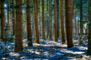 Säulen im Schnee