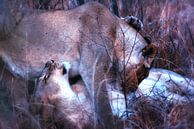 Loving Lionesses by Aad Clemens thumbnail