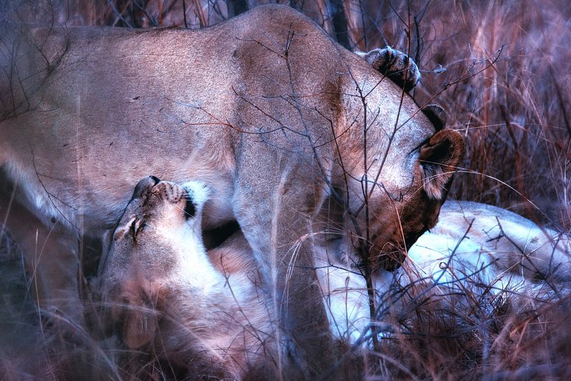 Loving Lionesses by Aad Clemens