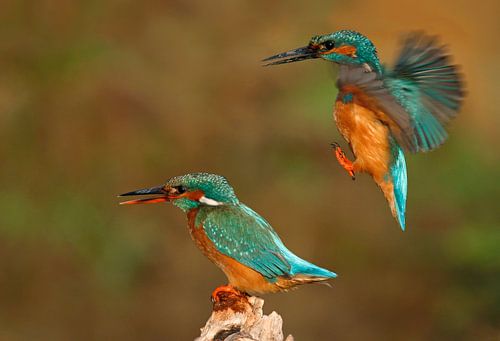 ijsvogels in avondlicht