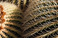 Close-up cactus van Ronald Bruijniks thumbnail