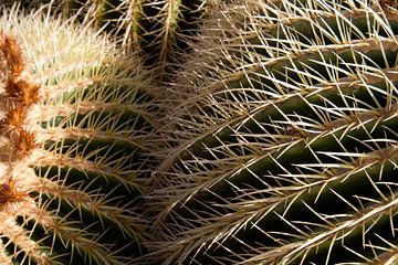 Close-up cactus van Ronald Bruijniks