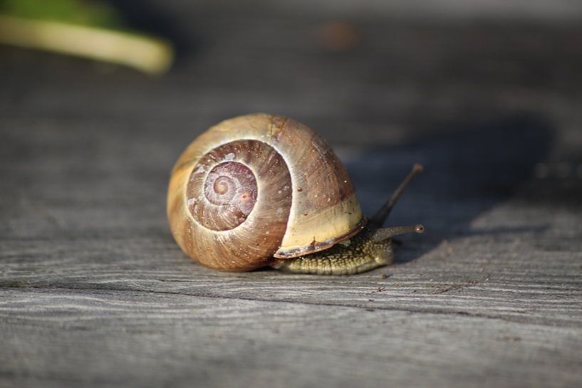 Snail in the sun... by Isabel Zuidema