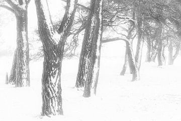 Een koude en mistige winter ochtend op het Balloërveld in Drenthe. Sneeuw bedekt de bomen en de mist van Bas Meelker