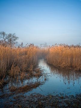 Elbe meadows in the morning mist by t.ART