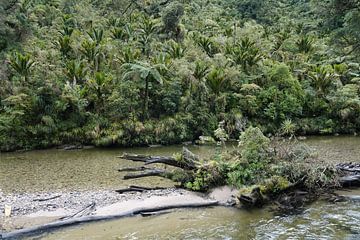Regenwald bei der Pororai rivier in Neu Seeland