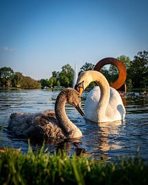 Protective swan with young in warm evening light by Johan Savelkoul