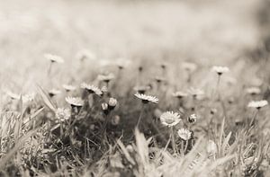 Träumen in Blumen von Anouk Peeters