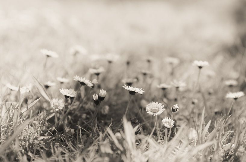 Dreaming in Flowers by Anouk Peeters