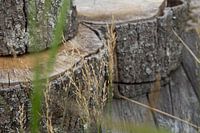 Souches d'arbres