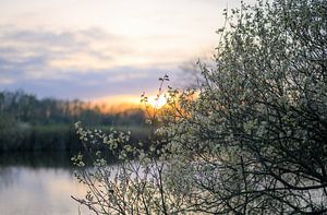 Weidenkätzchen bei Sonnenuntergang