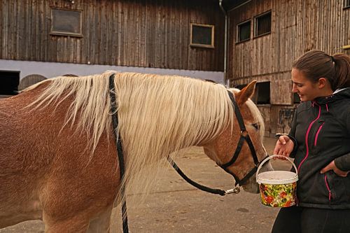 Fotoshoot met lichtbruine Haflinger met beige manen