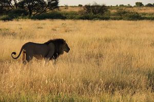 Afrikaanse leeuw met zwarte manen kalahari woestijn